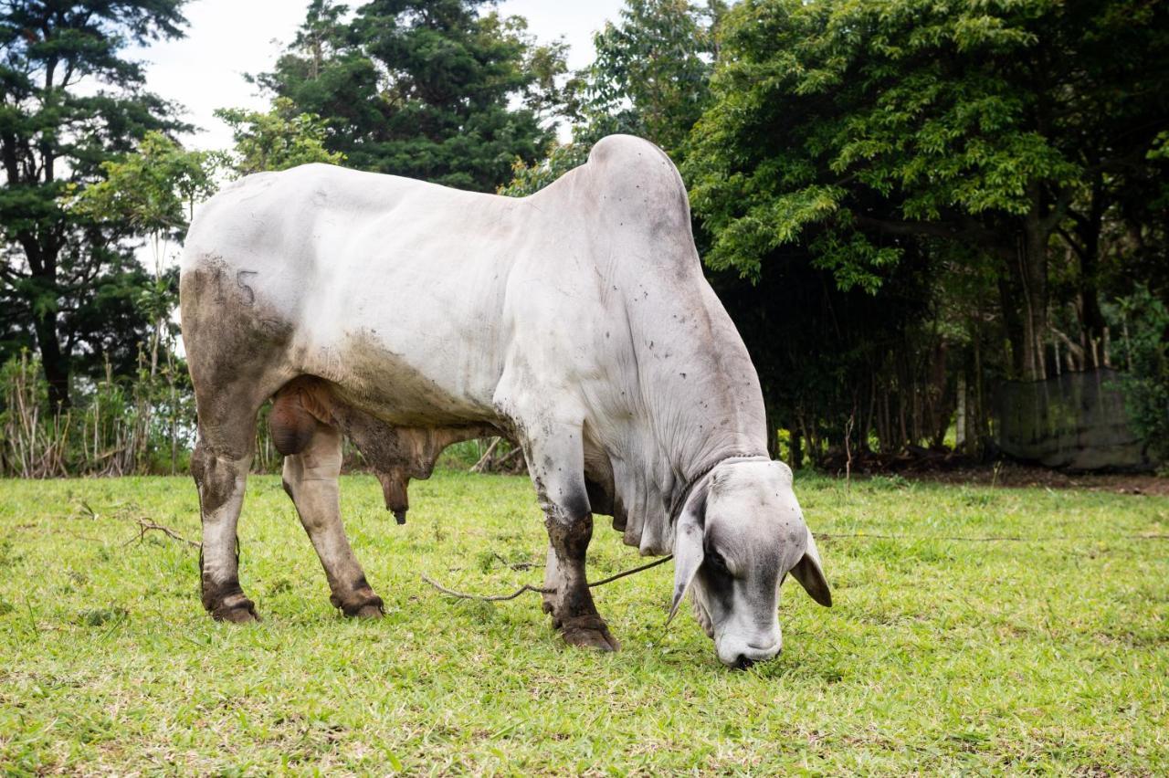 Hotel & Spa Escondite De La Montana Sabana Redonda Eksteriør billede